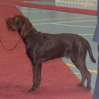 Pudelpointer