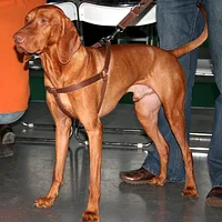 Vizsla, picture 7 of 8