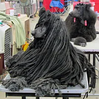 Poodle (Standard), picture 9 of 9