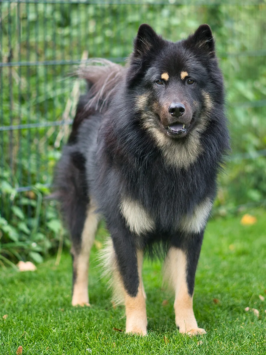 Eurasier dog, photographed by Vanue