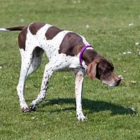 Pointer, picture 1 of 8