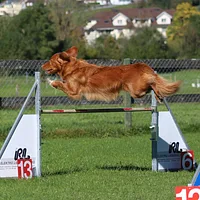 Nova Scotia Duck Tolling Retriever, picture 7 of 9