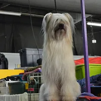 Pyrenean Shepherd, picture 4 of 4