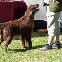 Flat-Coated Retriever, picture 6 of 9