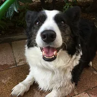 Cardigan Welsh Corgi, picture 10 of 10