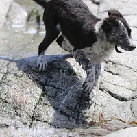 Border Collie, picture 9 of 9