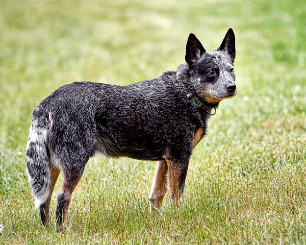 A Australian Cattle Dog