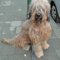 Briard, picture 5 of 10