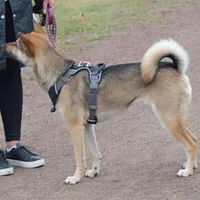 Kishu Ken