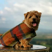 Norfolk Terrier, picture 8 of 10