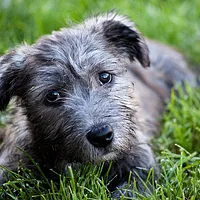 Glen of Imaal Terrier