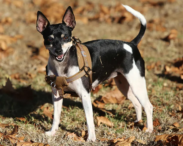 A Rat Terrier