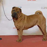 Chinese Shar-Pei