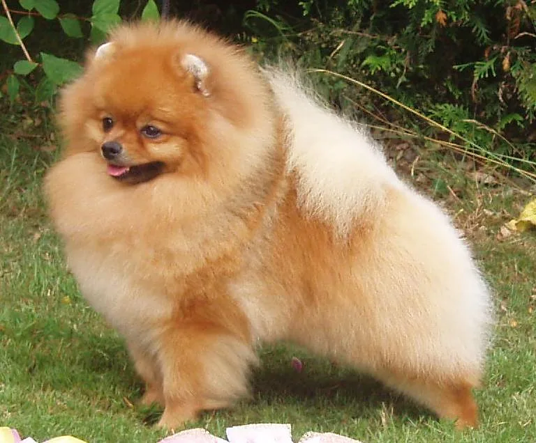 Pomeranian dog, photographed by Blackoranges