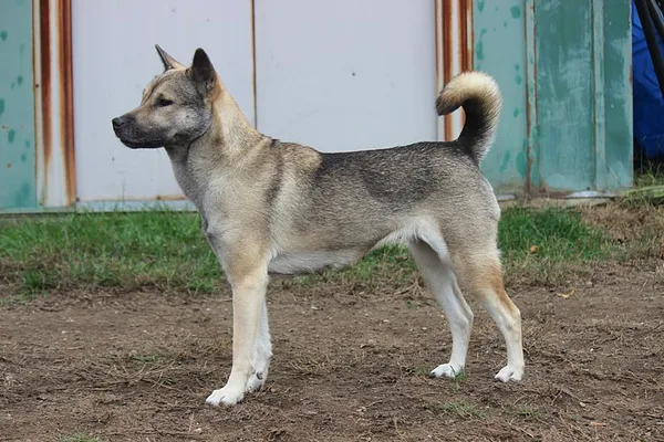 A Kishu Ken