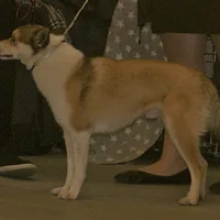 Norwegian Lundehund, picture 7 of 8