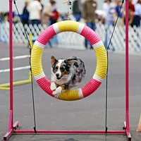 Australian Shepherd