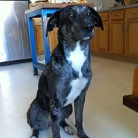 Catahoula Leopard Dog