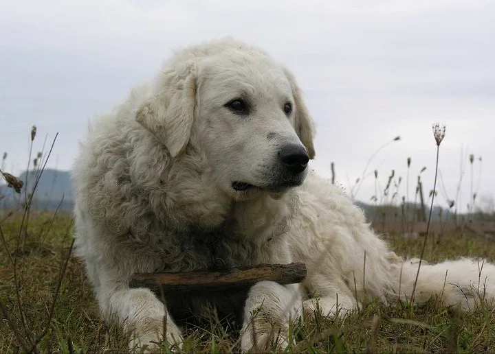 Kuvasz dog, photographed by Erdelyi kopo