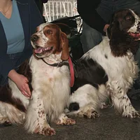 Welsh Springer Spaniel, picture 10 of 10