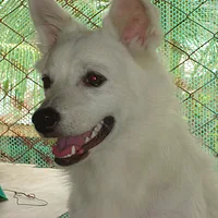 Japanese Spitz, picture 3 of 9