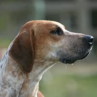 English Foxhound