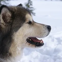 Alaskan Malamute