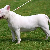 A Bull Terrier dog