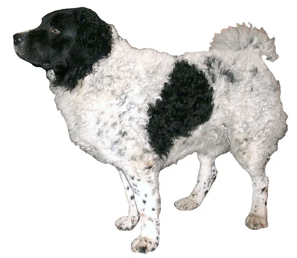 A Wetterhoun