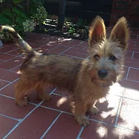 Australian Terrier, picture 5 of 10