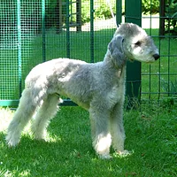 Bedlington Terrier, picture 2 of 9