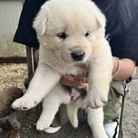 Jindo, picture 8 of 8