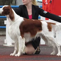 Irish Red and White Setter, picture 6 of 10