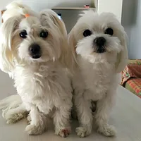 Maltese, picture 8 of 8