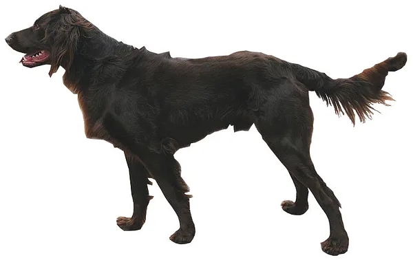 German Longhaired Pointer