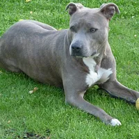American Staffordshire Terrier, picture 2 of 10