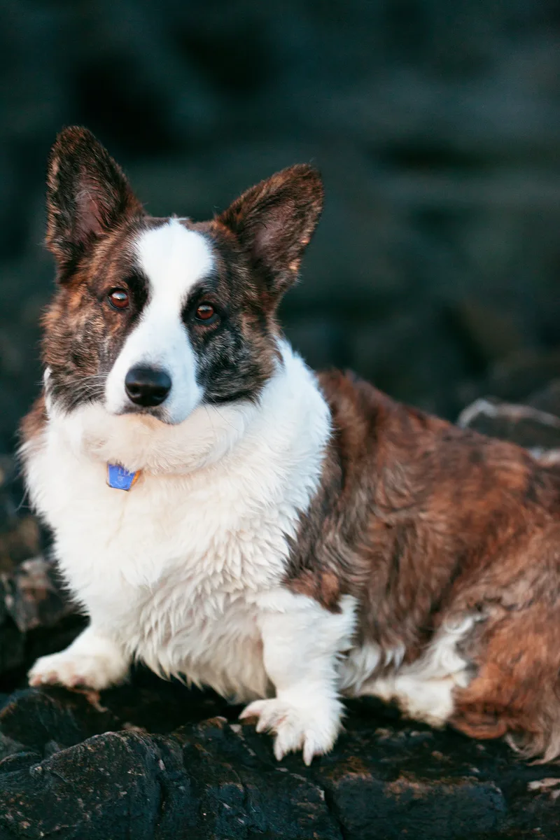 Cardigan Welsh Corgi dog, photographed by FatFairfax