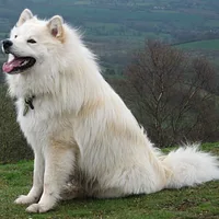 Finnish Lapphund