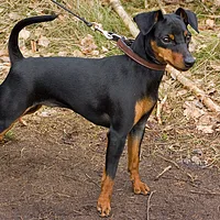Miniature Pinscher, picture 2 of 10