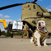 Chinook