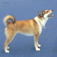 Norwegian Lundehund, picture 3 of 8