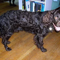 American Water Spaniel, picture 2 of 9