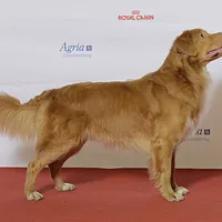 Nova Scotia Duck Tolling Retriever, picture 5 of 9