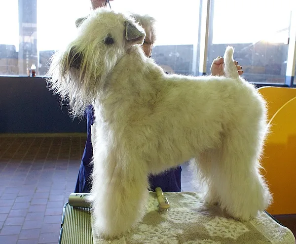 A Soft Coated Wheaten Terrier