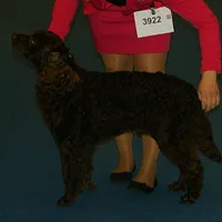 American Water Spaniel
