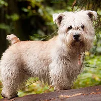 A Glen of Imaal Terrier dog