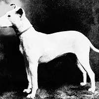 Smooth Fox Terrier, picture 5 of 9