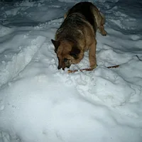 German Shepherd Dog