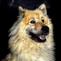 Eurasier, picture 7 of 8