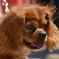 Cavalier King Charles Spaniel